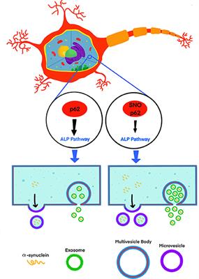 A minute fraction of α-synuclein in extracellular vesicles may be a major contributor to α-synuclein spreading following autophagy inhibition